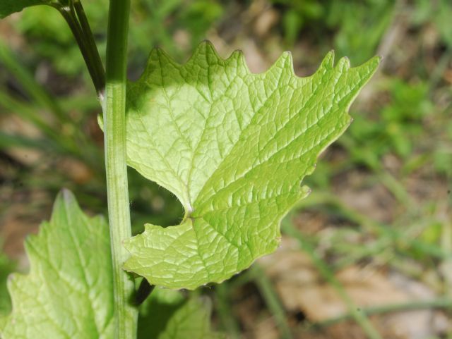 Alliaria petiolata (Brassicaceae)